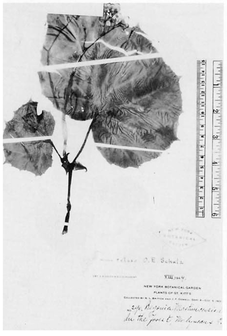 B. retusa